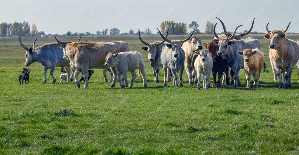 Mezőgazdaság - Szürkemarhák a hortobágyi legelőn