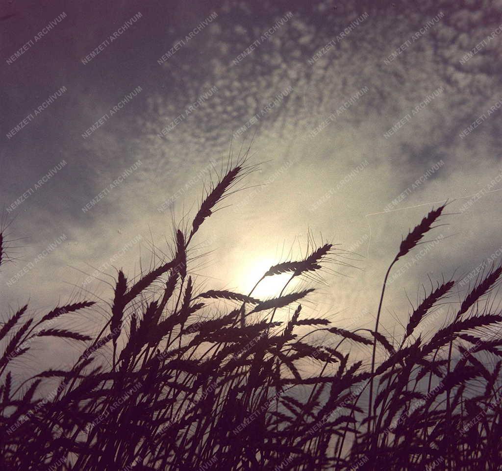 Mezőgazdaság - Aratás előtt