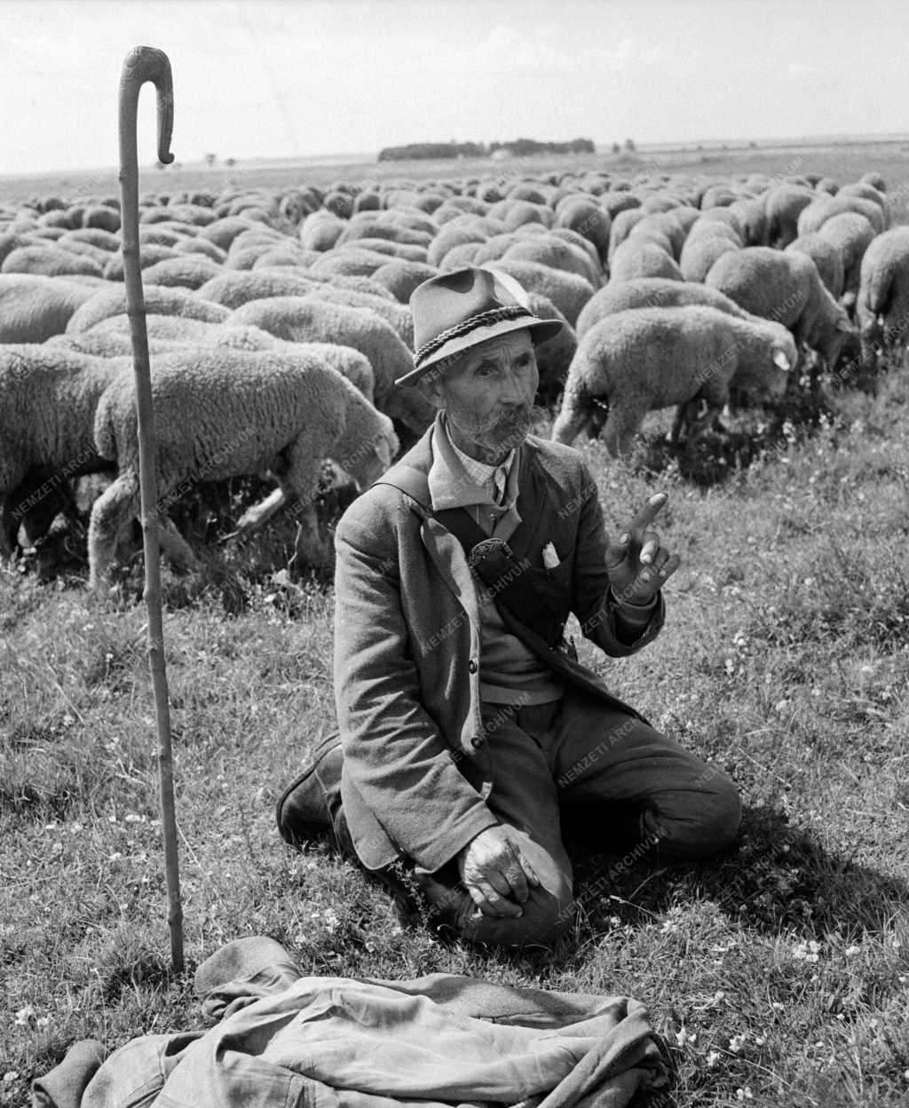 Mezőgazdaság - Csákvári Állami Gazdaság