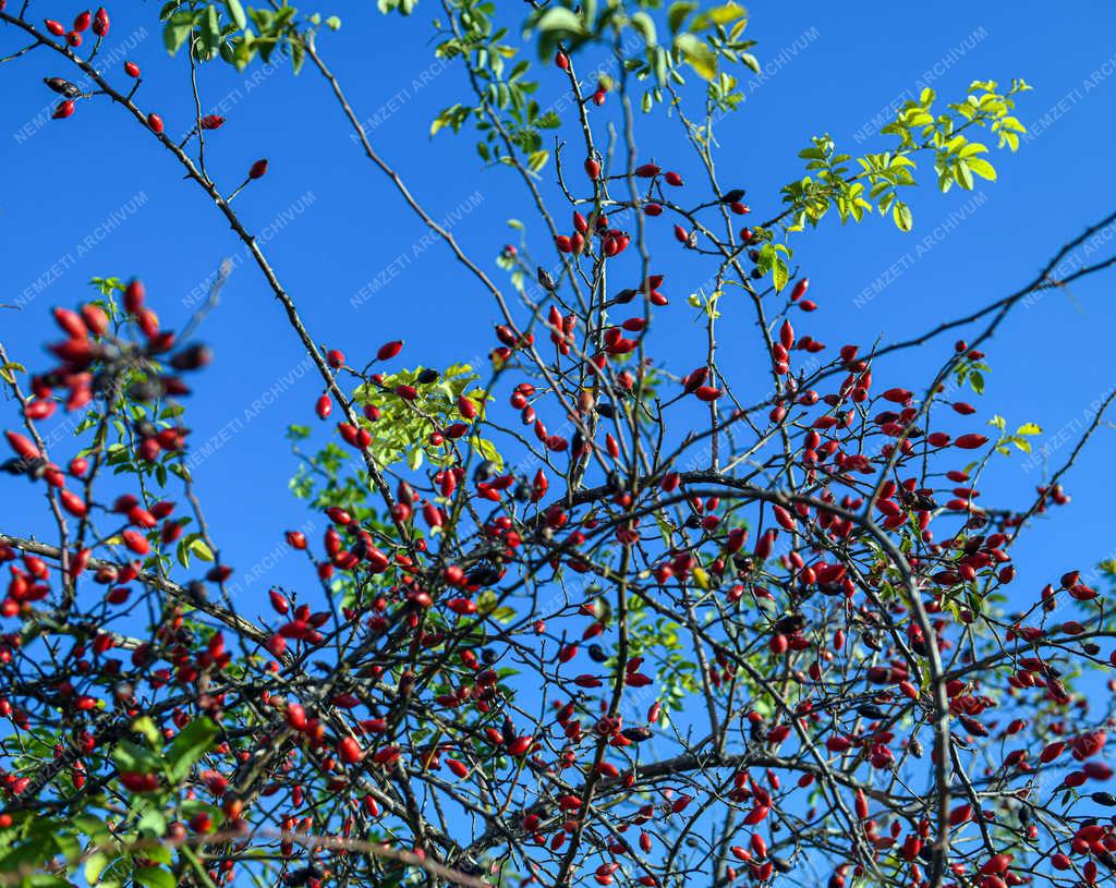 Természet - Polgár - Beérett a csipkebogyó