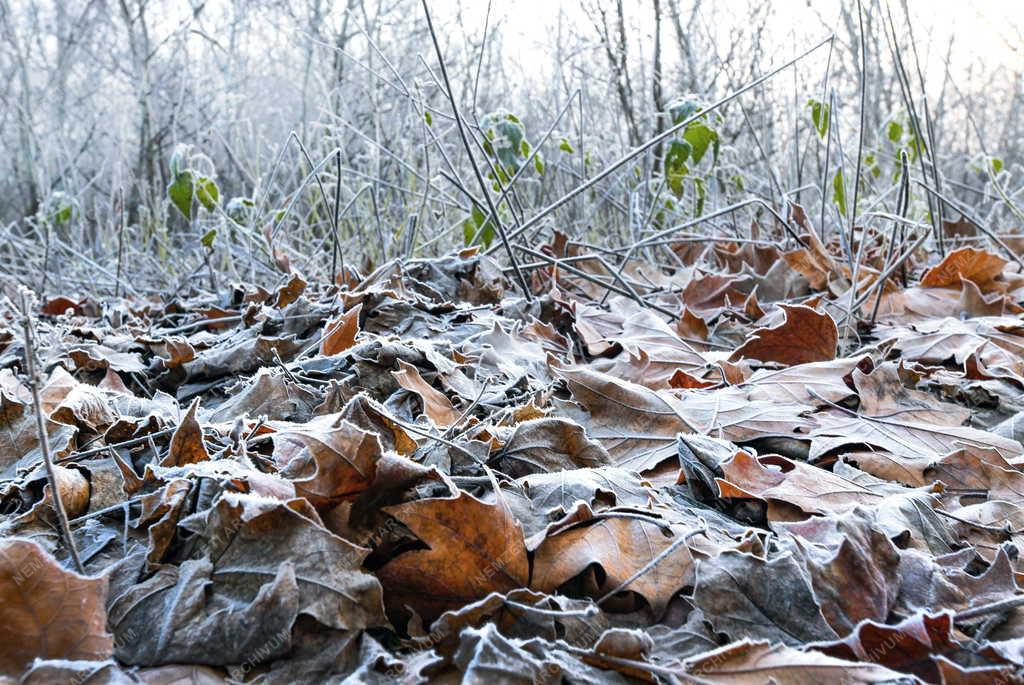 Természet - Időjárás - Természeti formák ködös, párás napon