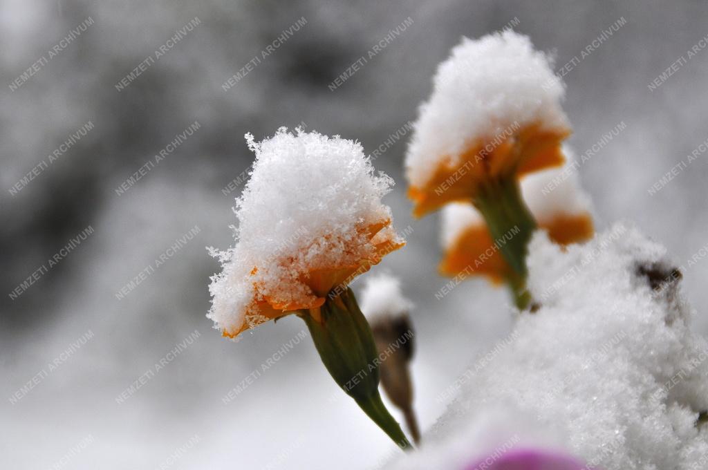 Időjárás - Tél - Behavazott virág