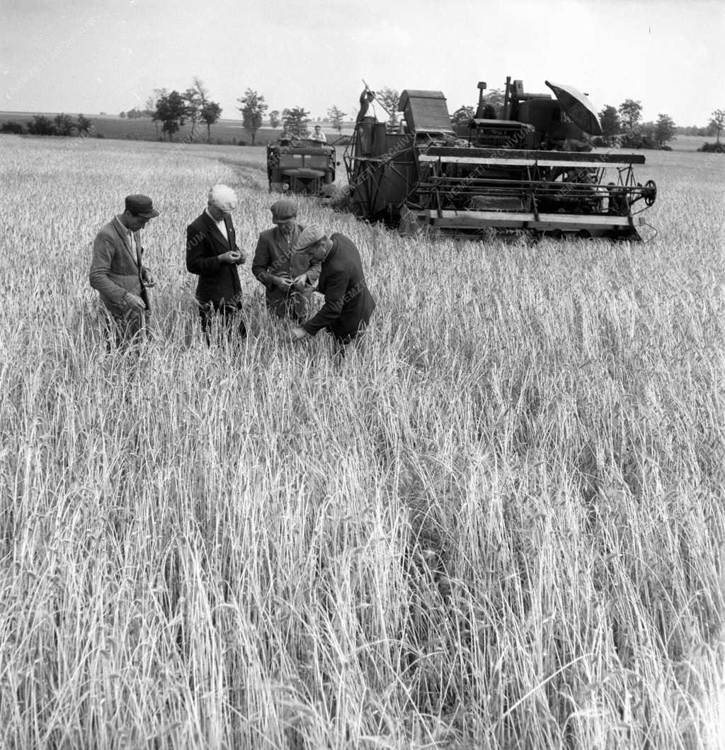 Gazdaság - Növénytermesztés - Tengelic