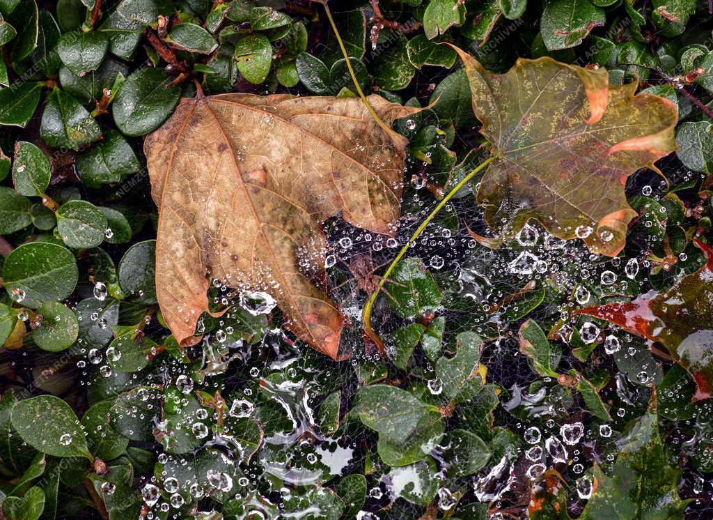 Természet - Őszi hangulat