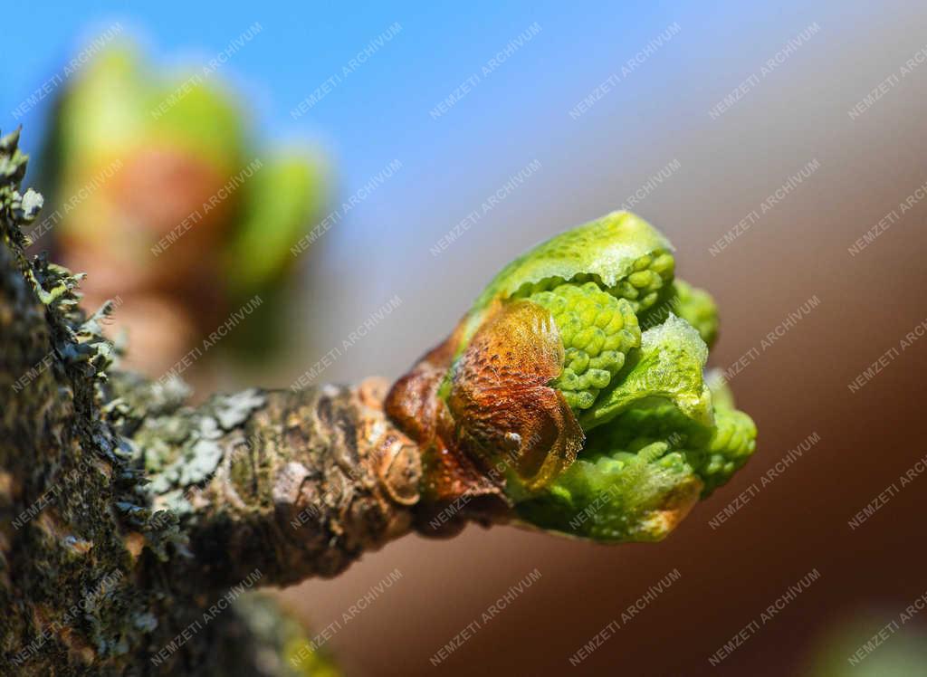 Természet - Debrecen - Tavaszi rügyfakadás