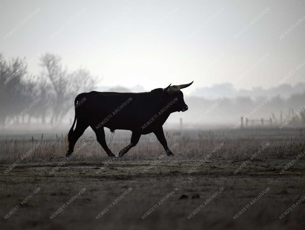 Tájkép - Természet - Ősz a Hortobágyon
