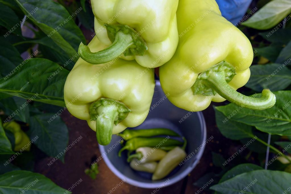 Mezőgazdaság - Primőr paprika Ebesről