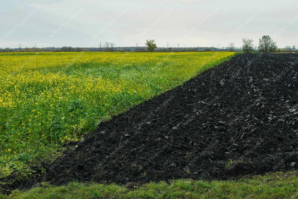 Mezőgazdaság - Repce másodvirágzása Görbeházánál