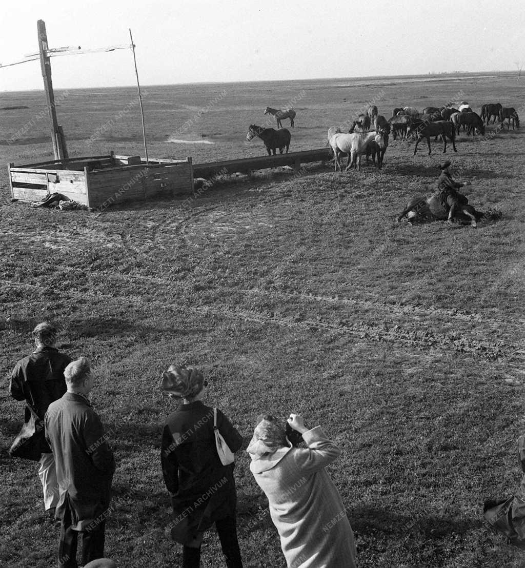 A szerző válogatása - Nyári idegenforgalom a Hortobágyon