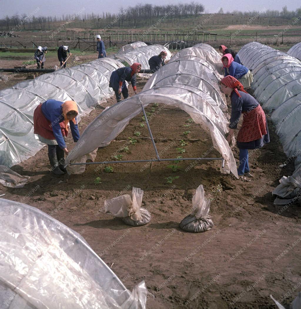 Mezőgazdaság - Fóliasátras termesztés a kertészetben