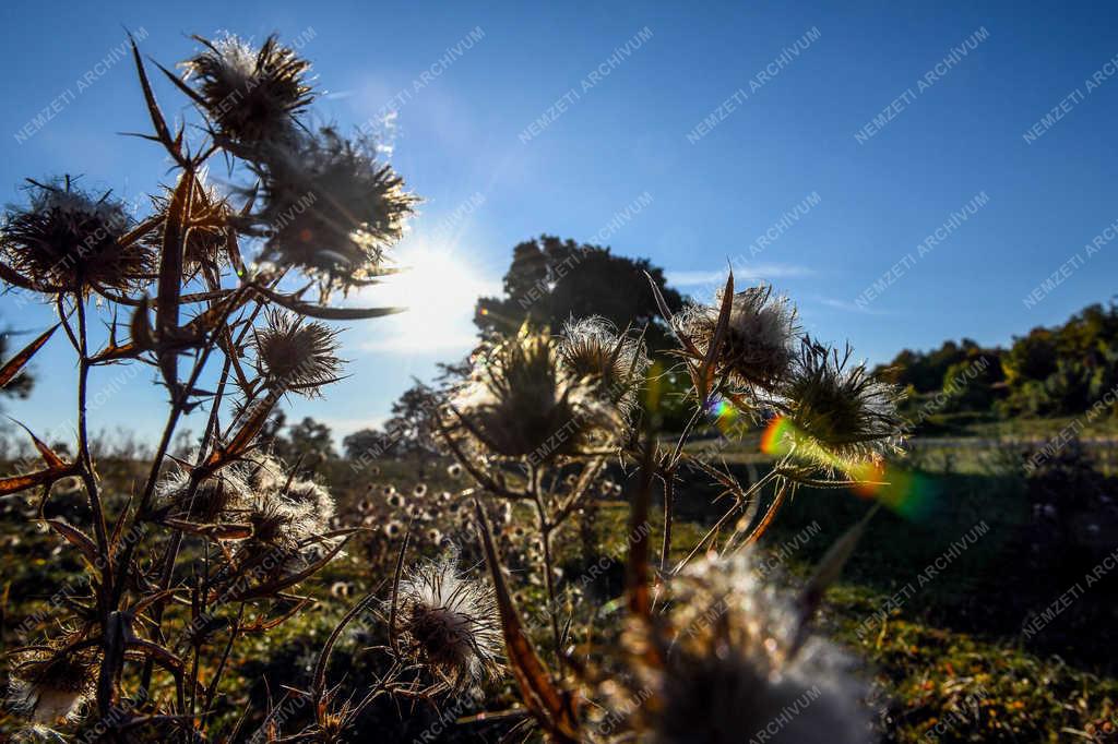 Természet - Zsobok - Ősz a határban