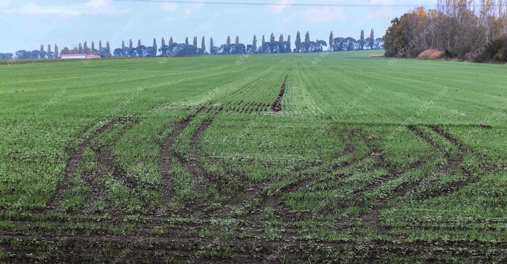 Mezőgazdaság - Debrecen - Kikelt őszi búza Látóképen