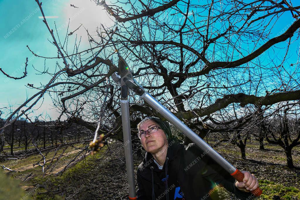 Mezőgazdaság - Debrecen - Metszés a gyümölcsösben 