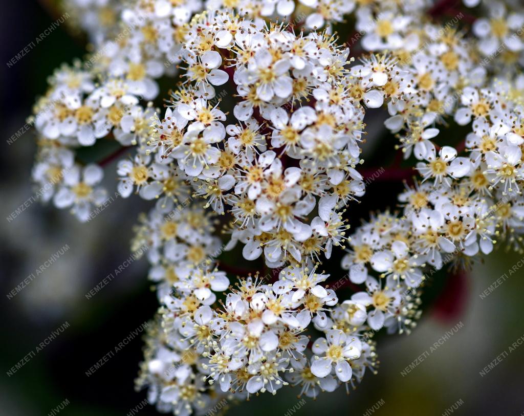 Természet - Kerti virág