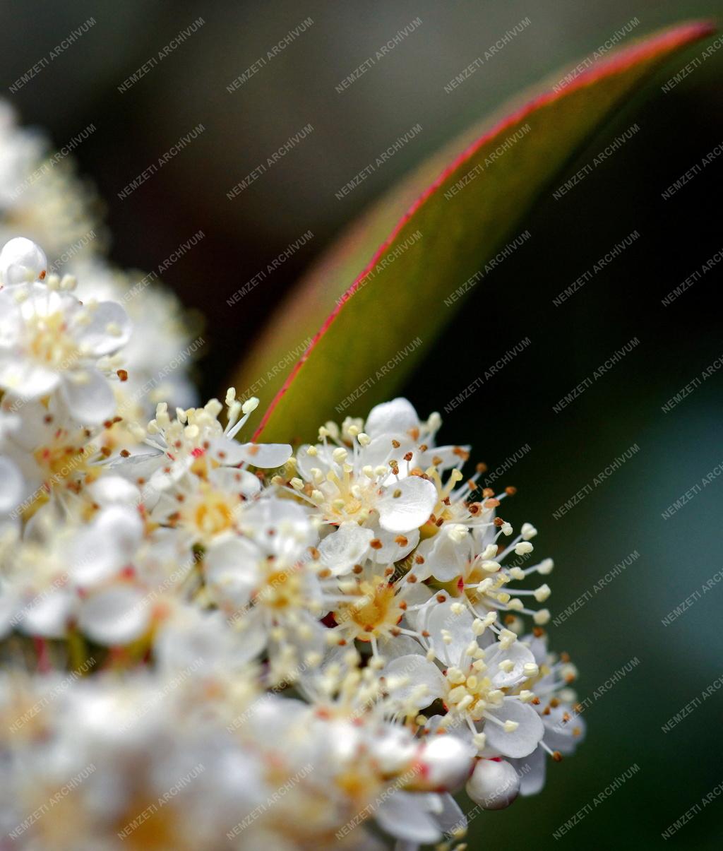 Természet - Kerti virág