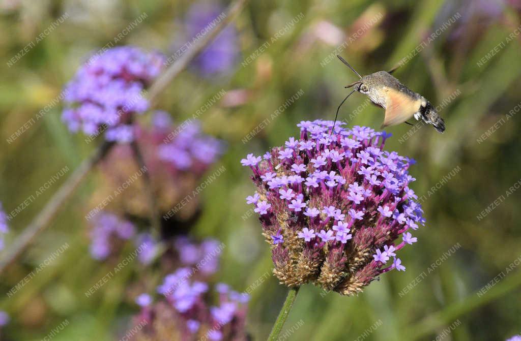 Természet - Budapest - Szenderlepke