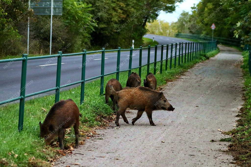 Természet - Közlekedés - Vaddisznó Tihanynál a 71-es számú útnál