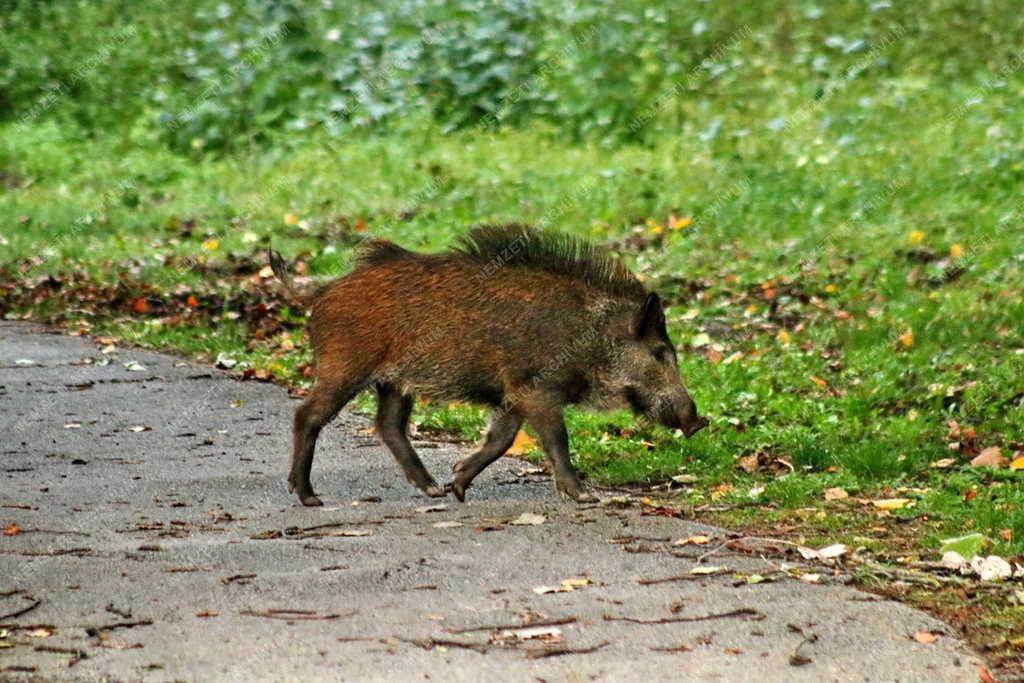 Természet - Közlekedés - Vaddisznó Tihanynál a 71-es számú útnál