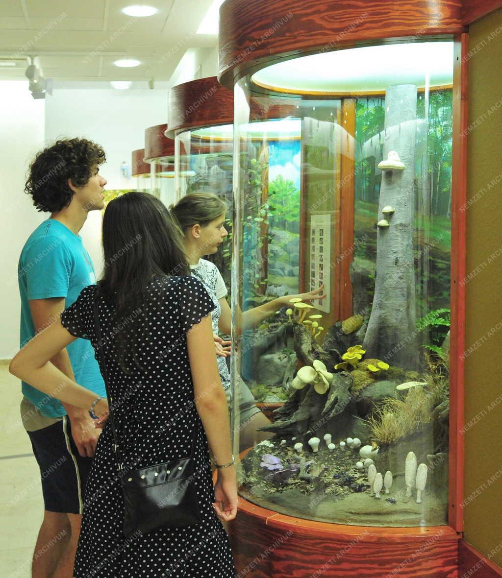 Táj, város - Gyöngyös - Múzeumbelső