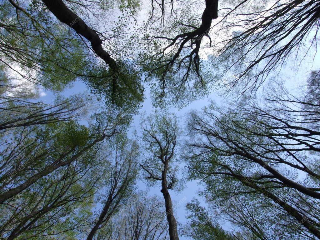 Természet -  Mecseki erdőrészlet