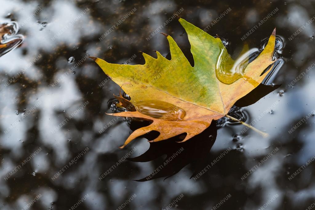 Természet - Őszi falevél