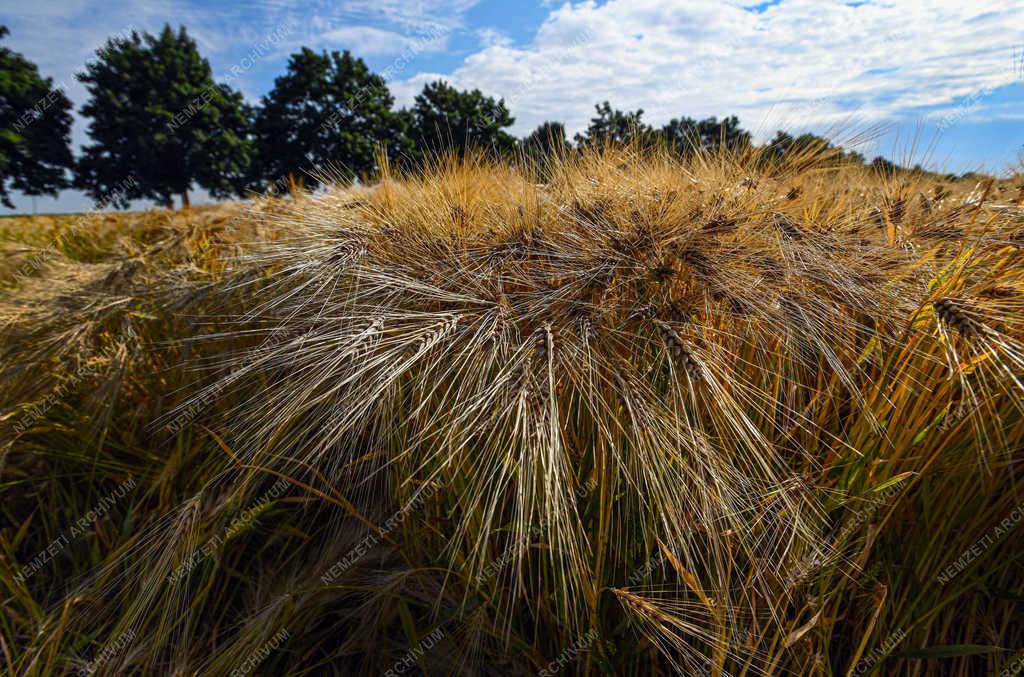 Mezőgazdaság - Debrecen - Beérett az őszi árpa