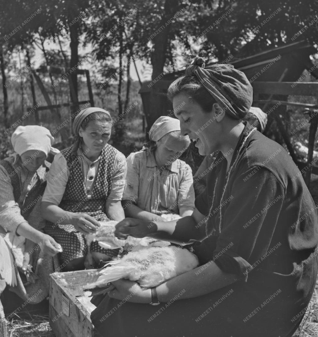 Mezőgazdaság - Bánhalmi Állami Gazdaság - Rizsföldi kacsatenyésztés