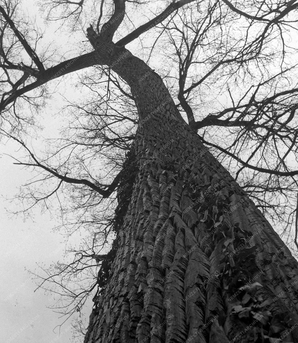 Természetvédelem - A vácrátóti botanikus kert