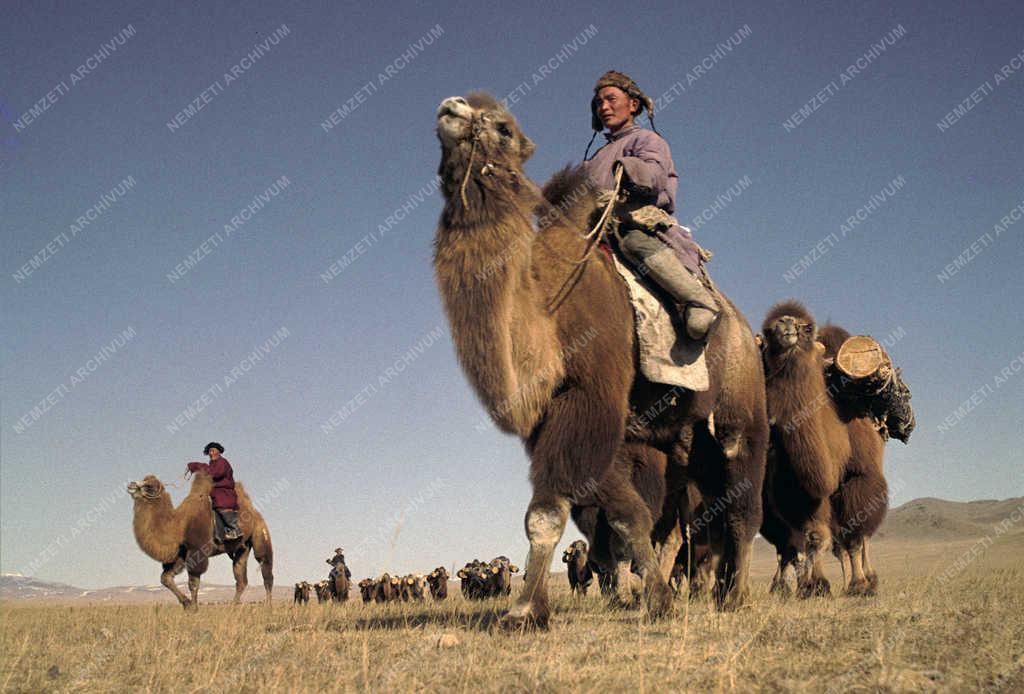 Életkép - Tájkép - Mongólia