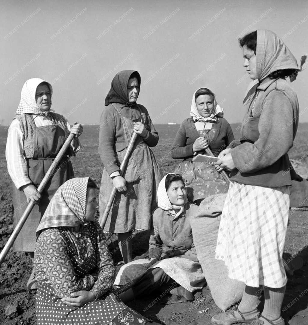 Mezőgazdaság - Harcos Termelőszövetkezet