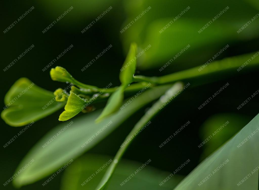 Természet - Időjárás - Esőcseppek a páfrányfenyő levelén