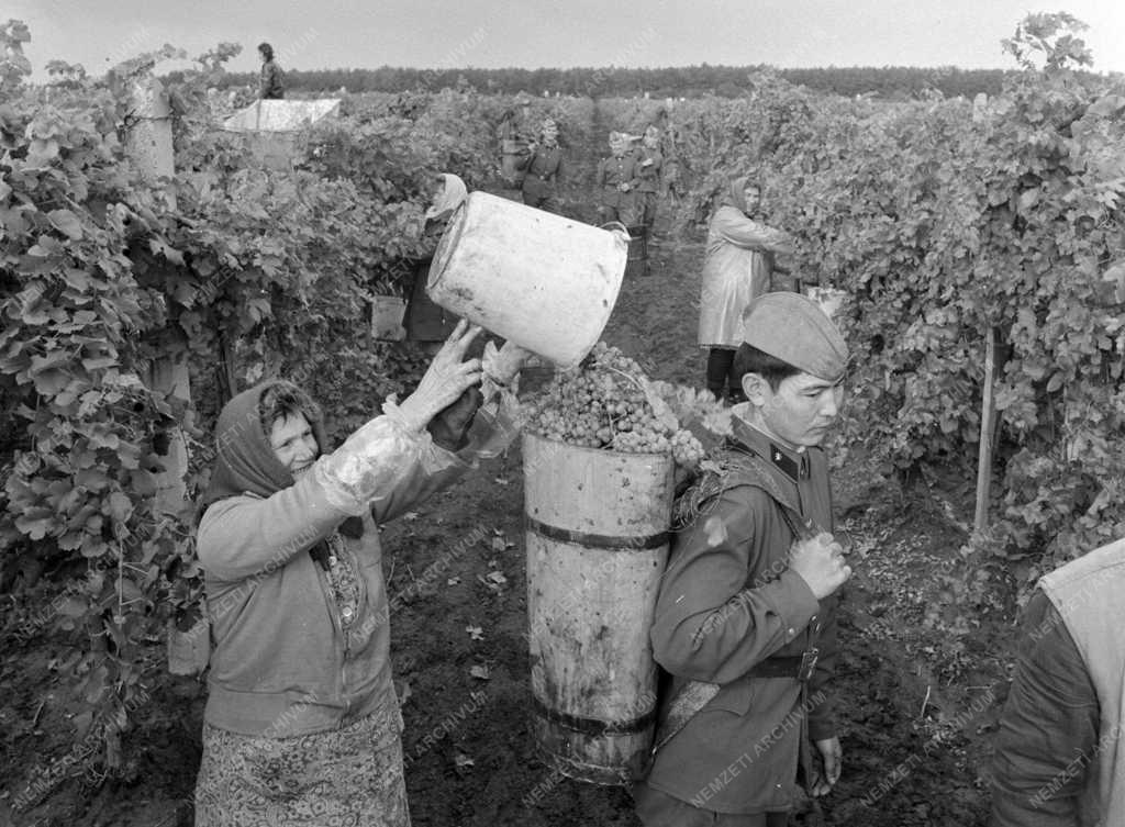 Mezőgazdaság - Szovjet katonák szüretelnek