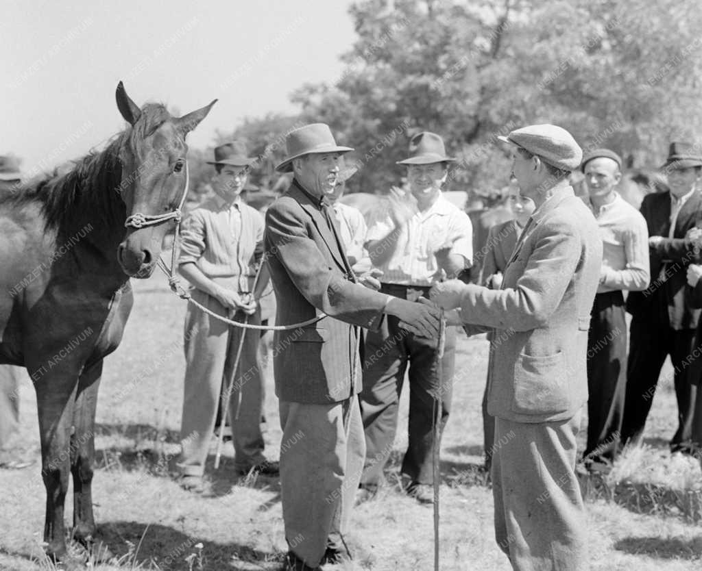 Kereskedelem - Tiszaföldvári állat- és kirakodó vásár 