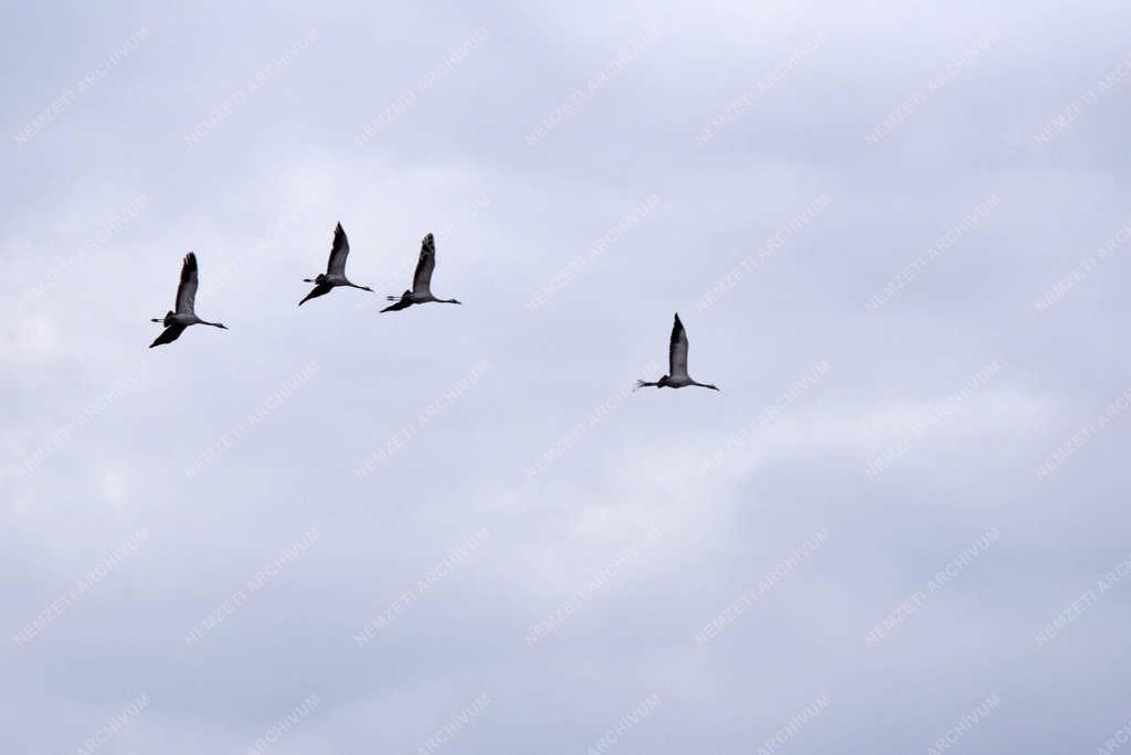 Természet - Nádudvar - Darvak vonulása