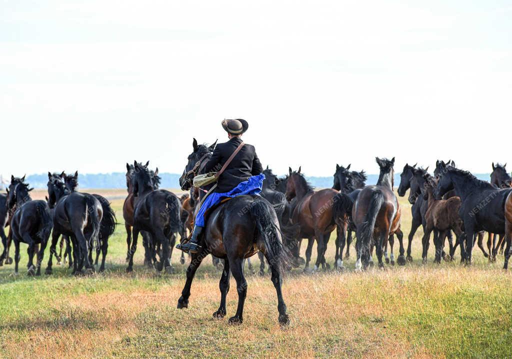 Állattartás - Hortobágy - Nóniusz lovak
