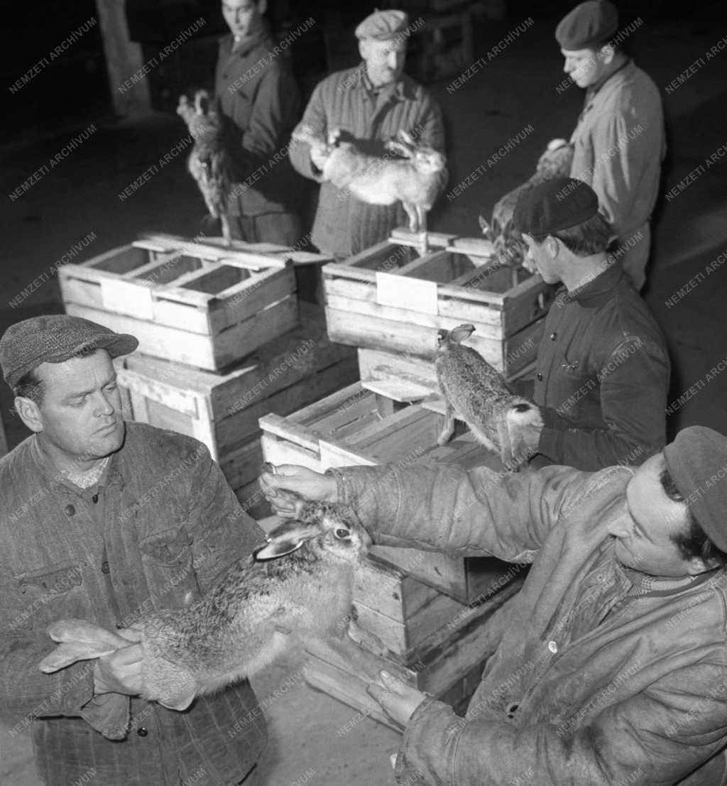 Kereskedelem - Magyar Vadkereskedelmi Vállalat