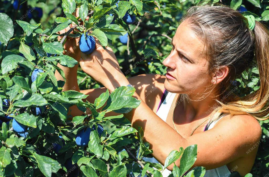 Gyümölcstermesztés - Debrecen - Szilva szüret