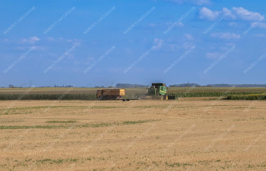Mezőgazdaság - Aratás