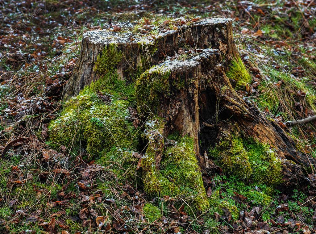 Természet - Nyíradony - Védett mohák