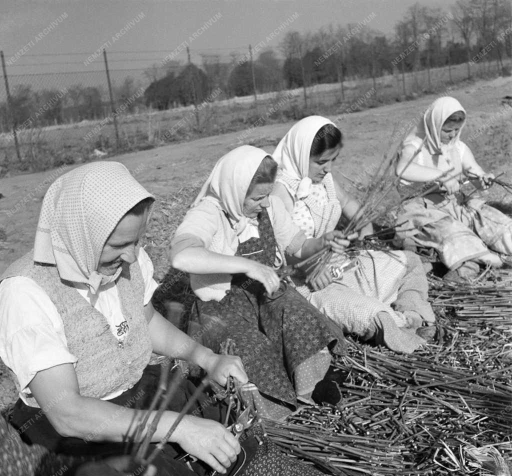 Mezőgazdaság - Hosszúhegyi Állami Gazdaság