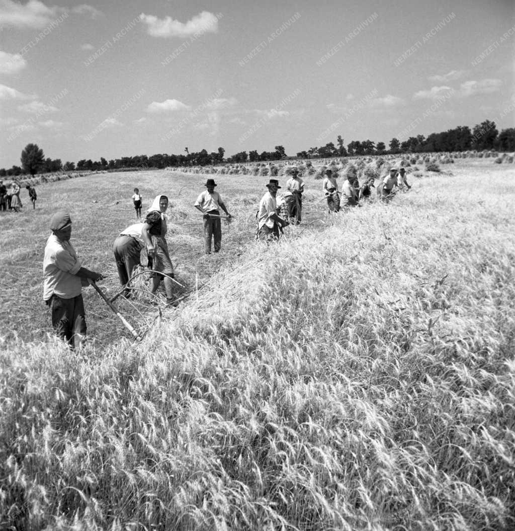 Mezőgazdaság - Aratás a tiszaderzsi Új Barázda Tsz-ben