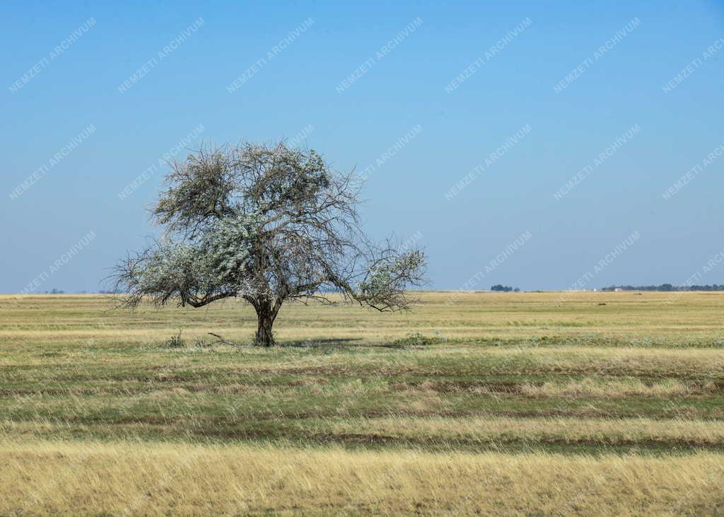 Mezőgazdaság - Aszály - Kiszáradt hortobágyi legelő