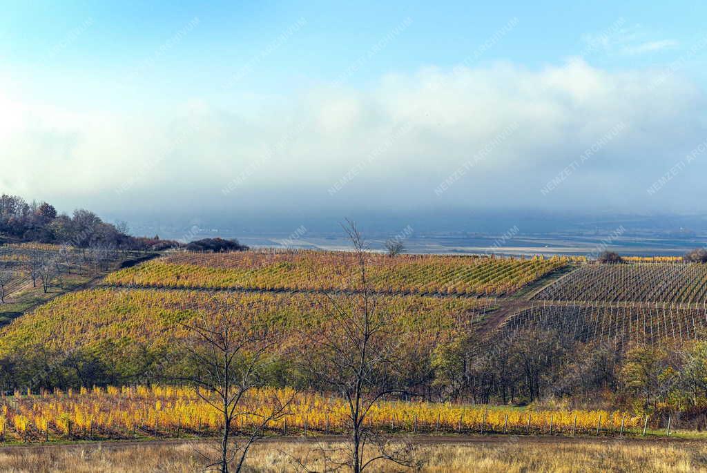 Mezőgazdaság - Szőlőültetvények Tokaj-Hegyalján