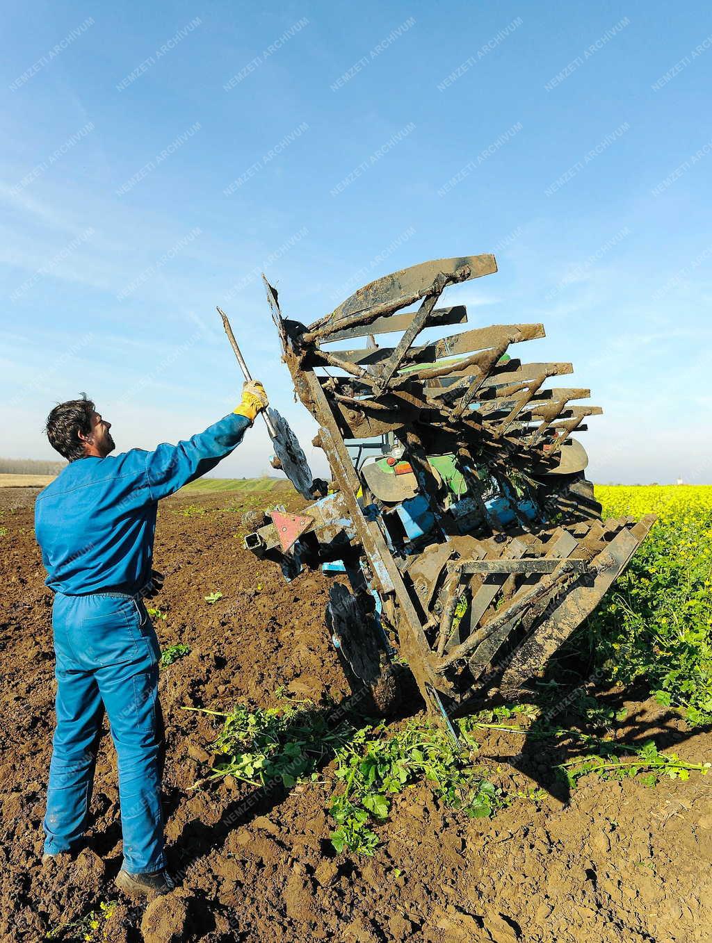 Mezőgazdaság - Létavértes - Ökológiai másodvetés