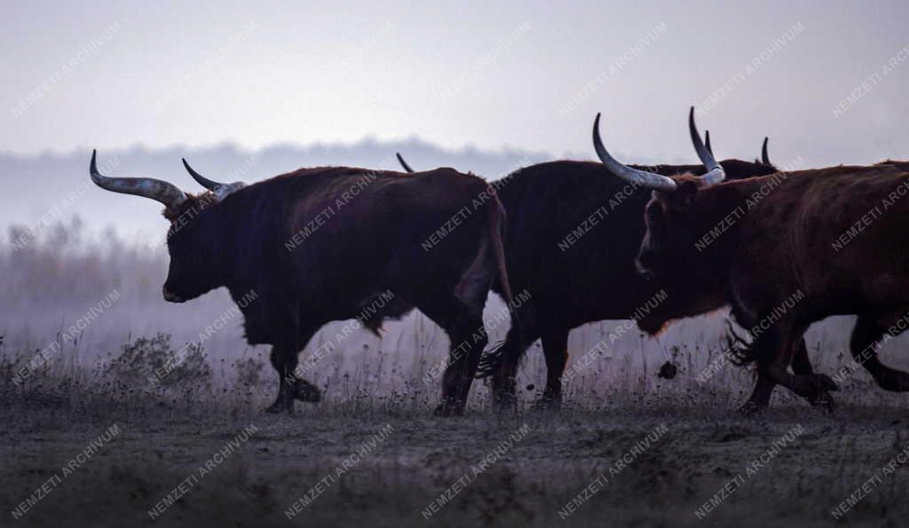 Természet - Őstulkok a Hortobágyon