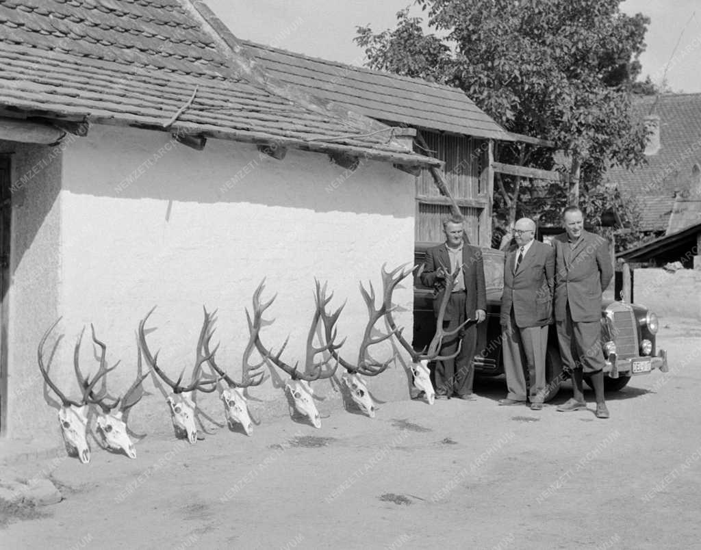 Mezőgazdaság - Szarvasvadászat a gemenci erdőben