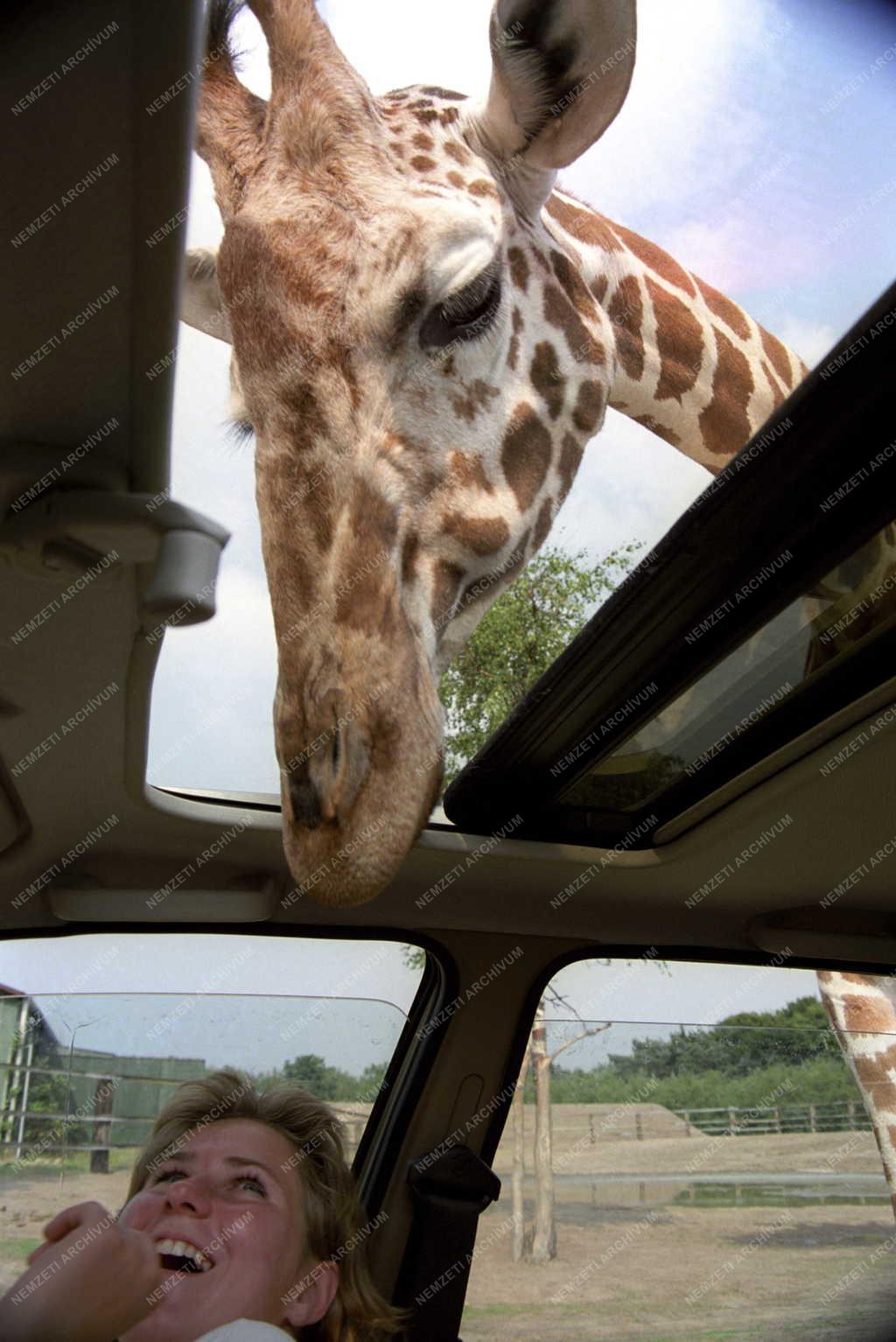 Turizmus - A Hilvarenbeek Szafaripark