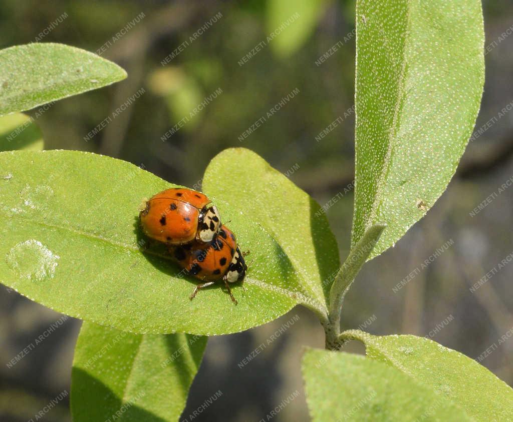 Természet - Budapest - Harlekin katica