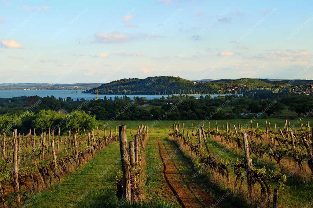 Természet - Balaton- Tájkép