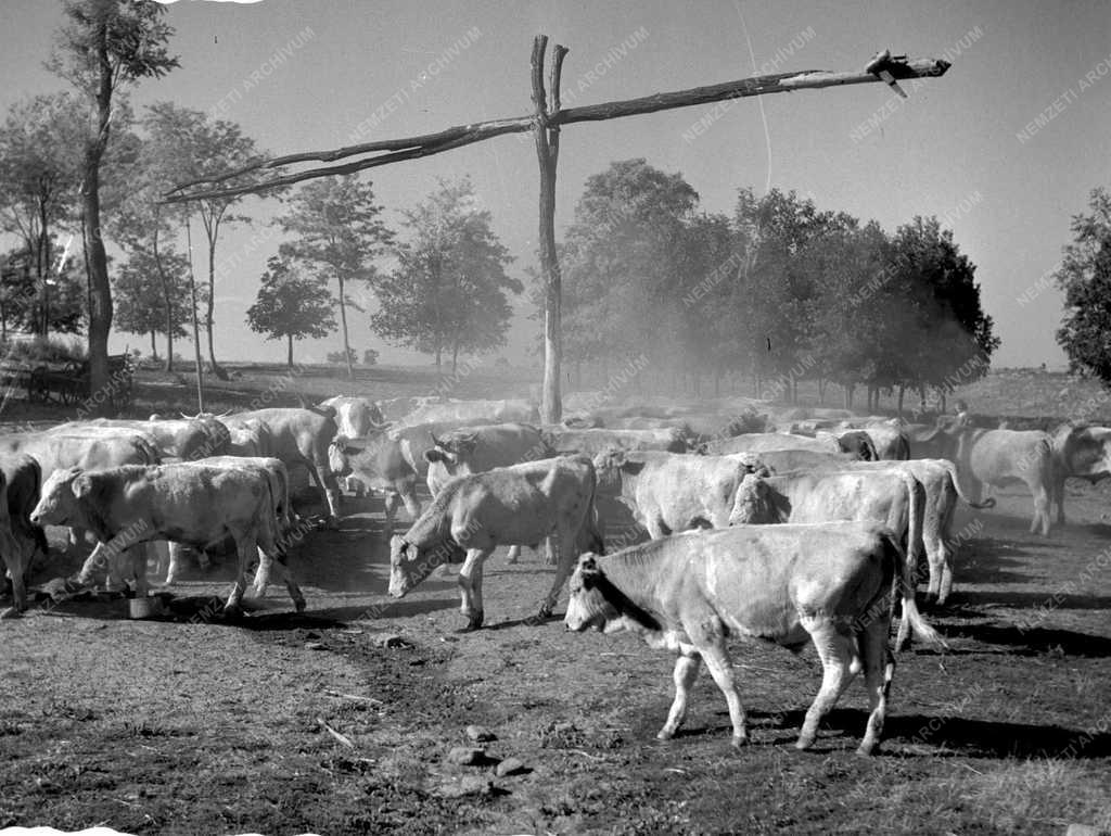 Gazdaság - Mezőgazdaság - A pusztaszabolcsi Állami Gazdaság